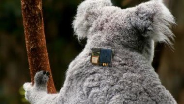 Tecnologia di Telit per monitorare i koala