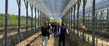 Agrivoltaico, le nuove prospettive per l'agricoltura
