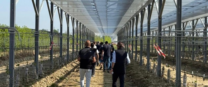 Agrivoltaico, le nuove prospettive per l'agricoltura